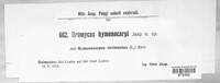 Uromyces hymenocarpi image
